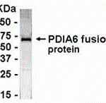 E coli-derived fusion protein as test antigen. Affinity-purified IgY dilution: 1:2000, Goat anti-IgY-HRP dilution: 1:1000. Colorimetric method for signal development.
