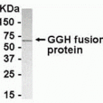 E coli-derived fusion protein as test antigen. Affinity-purified IgY dilution: 1:2000, Goat anti-IgY-HRP dilution: 1:1000. Colorimetric method for signal development.