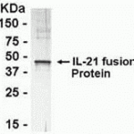 Recombinant fusion protein as test antigen. Affinity-purified anti-IL-21 IgY as primary antibody (0.1 ug/mL), and Goat anti-IgY-HRP as 2nd antibody. <br><br>E coli-derived fusion protein as test antigen. Affinity-purified IgY dilution: 1:2000, Goat anti-IgY-HRP dilution: 1:1000. Colorimetric method for signal development.
