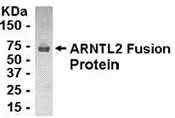 CLIF Antibody