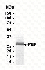 PEF Recombinant Protein