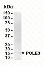 POLE3 Recombinant Protein