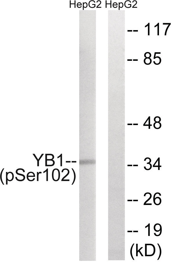 YB1 (phospho Ser102) Antibody