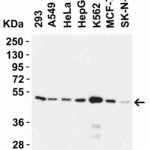 <strong>Figure 2 Western Blot Validation in Human Cell Lines</strong><br>Loading: 15 μg of lysates per lane.Antibodies: ZIP7, 6093 (1 μg/mL), 1h incubation at RT in 5% NFDM/TBST.Secondary: Goat anti-rabbit IgG HRP conjugate at 1:10000 dilution.