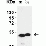 <strong>Figure 3 Western Blot Validation in Human Brain Tissue and 3T3 (Balb) Cell Lysate</strong><br>Loading: 15 μg of lysates per lane.Antibodies: ZIP7, 6093 (1 μg/mL), 1h incubation at RT in 5% NFDM/TBST.Secondary: Goat anti-rabbit IgG HRP conjugate at 1:10000 dilution.