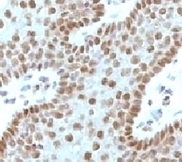 c-Myc Antibody [MVH39-1]