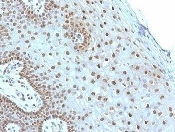 c-Myc Antibody [MYC275]