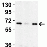 <strong>Figure 3 Western Blot Validation in Human Cell Lines</strong><br>Loading: 15 μg of lysates per lane.Antibodies: cIAP 3325 (2 μg/mL ), 1h incubation at RT in 5% NFDM/TBST.Secondary: Goat anti-rabbit IgG HRP conjugate at 1:10000 dilution.