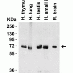 <strong>Figure 4 Western Blot Validation in Human and Rat Tissue Lysates</strong><br>Loading: 15 μg of lysates per lane.Antibodies: cIAP 3325 (1 μg/mL ), 1h incubation at RT in 5% NFDM/TBST.Secondary: Goat anti-rabbit IgG HRP conjugate at 1:10000 dilution.