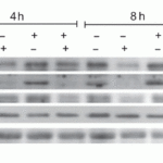 <strong>Figure  6 Immunofluorescence Validation of cIAP in Human Lung Tissue</strong><br>Immunofluorescent analysis of 4% paraformaldehyde-fixed human lung tissue abeling cIAP with 3325 at 20 μg/mL, followed by goat anti-rabbit IgG secondary antibody at 1/500 dilution (green).