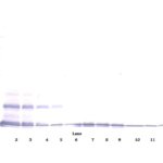 To detect hLEC by Western Blot analysis this antibody can be used at a concentration of 0.1 - 0.2 ug/ml. Used in conjunction with compatible secondary reagents the detection limit for recombinant hLEC is 1.5 - 3.0 ng/lane, under either reducing or non-reducing conditions.