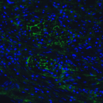 <strong>Figure 6 Immunofluorescence Validation of hRIP3 in Human Colon Tissue</strong><br>Immunofluorescent analysis of 4% paraformaldehyde-fixed human colon tissue labeling hRIP3 with 8963 at 20 μg/mL, followed by goat anti-rabbit IgG secondary antibody at 1/500 dilution (green) and DAPI staining (blue).