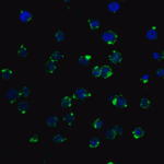 <strong>Figure 4 Immunofluorescence Validation of hRIP3 in Molt4 Cells</strong><br>Immunofluorescent analysis of 4% paraformaldehyde-fixed Molt4 cells labeling hRIP3 with 8963 at 20 μg/mL, followed by goat anti-rabbit IgG secondary antibody at 1/500 dilution (green) and DAPI staining (blue).