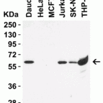 <strong>Figure 1 Western Blot Validation in Human Cell Lines</strong><br>Loading: 15 μg of lysates per lane.Antibodies: hRIP3, 8963 (0.5 μg/mL),  1h incubation at RT  in 5% NFDM/TBST.Secondary: Goat anti-rabbit IgG HRP conjugate at 1:10000 dilution.