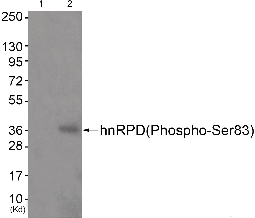 hnRPD (phospho Ser83) Antibody