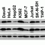 <strong>Figure 2 Independent Antibody Validation (IAV) via Protein Expression Profile in Cell Lines</strong><br>Loading: 15 μg of lysates per lane.Antibodies: op18 4235 (2 μg/mL), op18 4237 (2 μg/mL), and GAPDH 3783 (0.02 μg/mL),  1h incubation at RT  in 5% NFDM/TBST.Secondary: Goat anti-rabbit IgG HRP conjugate at 1:10000 dilution.