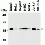 <strong>Figure 3 Western Blot Validation in Human Cell Lines</strong><br>Loading: 15 μg of cell lysate per lane.Antibodies: op18 4235 (1 μg /mL), 1h incubation at RT in 5% NFDM/TBST.Secondary: Goat anti-rabbit IgG HRP conjugate at 1:10000 dilution.