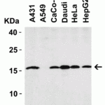 <strong>Figure 3 Western Blot Validation in Human Cell Lines</strong><br>Loading: 15 μg of lysates per lane.Antibodies: op18 4237 (2 μg/mL), 1h incubation at RT in 5% NFDM/TBST.Secondary: Goat anti-rabbit IgG HRP conjugate at 1:10000 dilution.