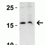 <strong>Figure 4 Western Blot Validation in Mouse and Rat Cell Lines</strong><br>Loading: 15 μg of lysates per lane.Antibodies: op18 4235 (1μg /mL ), 1h incubation at RT in 5% NFDM/TBST.Secondary: Goat anti-rabbit IgG HRP conjugate at 1:10000 dilution.