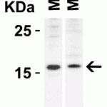 <strong>Figure 4 Western Blot Validation in Mouse Tissues</strong><br>Loading: 15 μg of lysates per lane.Antibodies: op18 4237 (2 μg/mL), 1h incubation at RT in 5% NFDM/TBST.Secondary: Goat anti-rabbit IgG HRP conjugate at 1:10000 dilution.