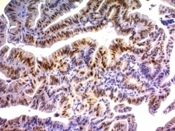p21 Antibody [DCS-60.2]