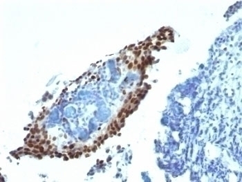 p21 Antibody [HJ21]