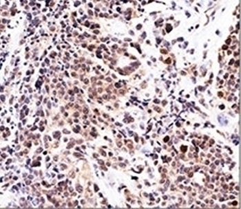 p21 Antibody [WA-1]
