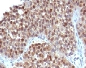 p21 Antibody [WAF21-1]