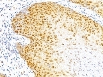 p27 Antibody [DCS-72.F6]