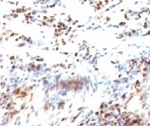 p27Kip1 Antibody [KIP1/769]