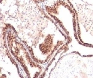 p27Kip1 Antibody [KIP27-1]