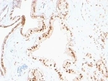 p27Kip1 Antibody [SPM348]