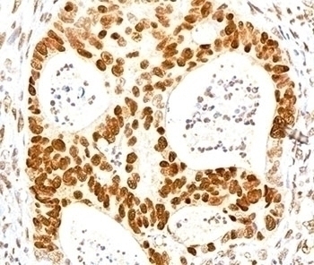 p27Kip1 Antibody [SX53G8]