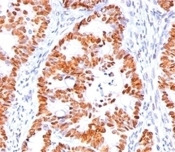 p53 Antibody [BP53-12]