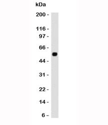 p53 Antibody [CTA53-1]