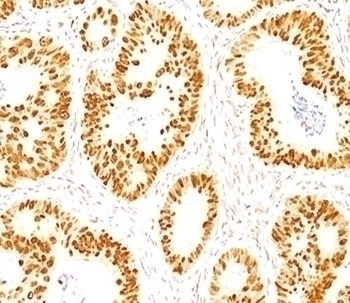 p53 Antibody [DO-7]