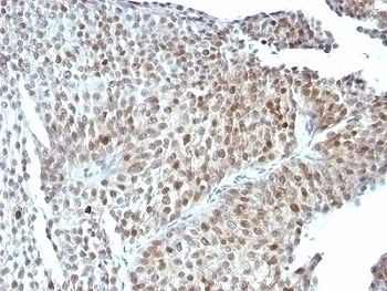 p53 Antibody [SPM589]