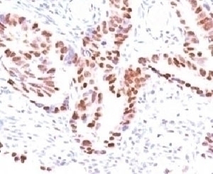 p57 Antibody [KIP2/880]