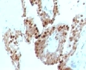p57 Antibody [KIP57-1]