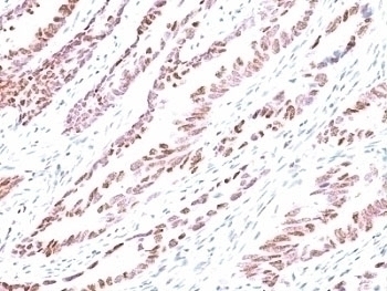 p57 Antibody [KP10]