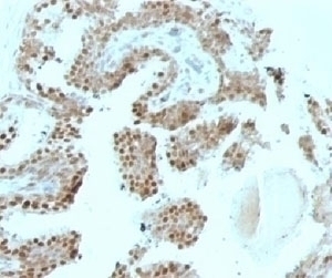 p57Kip2 Antibody [SPM308]