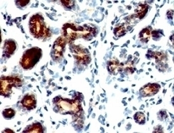 pS2 Antibody [SPM573]