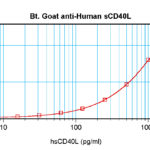 To detect hsCD40L by sandwich ELISA (using 100 ul/well antibody solution) a concentration of 0.25 – 1.0 ug/ml of this antibody is required. This biotinylated polyclonal antibody, in conjunction with ProSci’s Polyclonal Anti-Human sCD40L (XP-5263) as a capture antibody, allows the detection of at least 0.2 – 0.4 ng/well of recombinant hsCD40L.