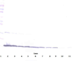 To detect hsCD40-Ligand by Western Blot analysis this antibody can be used at a concentration of 0.1- 0.2 ug/ml. Used in conjunction with compatible secondary reagents the detection limit for recombinant hsCD40-Ligand is 1.5-3.0 ng/lane, under either reducing or non-reducing conditions.