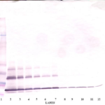 To detect hsCD40-Ligand by Western Blot analysis this antibody can be used at a concentration of 0.1- 0.2 ug/ml. Used in conjunction with compatible secondary reagents the detection limit for recombinant hsCD40-Ligand is 1.5-3.0 ng/lane, under either reducing or non-reducing conditions.