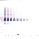 To detect hsDLL-4 by Western Blot analysis this antibody can be used at a concentration of 0.1 - 0.2 ug/ml. Used in conjunction with compatible secondary reagents the detection limit for recombinant hsDLL-4 is 1.5 - 3.0 ng/lane, under either reducing or non-reducing conditions.