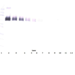 To detect hsDLL-4 by Western Blot analysis this antibody can be used at a concentration of 0.1 - 0.2 ug/ml. Used in conjunction with compatible secondary reagents the detection limit for recombinant hsDLL-4 is 1.5 - 3.0 ng/lane, under either reducing or non-reducing conditions.