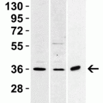 <strong>Figure 1 Western Blot Validation in Human Cell Lines </strong><br>Loading: 15 μg of lysates per lane.Antibodies: sRANK-L 3963 (1 μg/mL), 1h incubation at RT in 5% NFDM/TBST.Secondary: Goat anti-rabbit IgG HRP conjugate at 1:10000 dilution.
