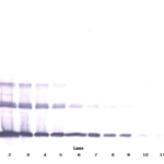 To detect msRANKL by Western Blot analysis this antibody can be used at a concentration of 0.1 - 0.2 ug/ml. Used in conjunction with compatible secondary reagents the detection limit for recombinant msRANKL is 1.5 - 3.0 ng/lane, under either reducing or non-reducing conditions.