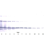To detect hsRANKL by Western Blot analysis this antibody can be used at a concentration of 0.1 - 0.2 ug/ml. Used in conjunction with compatible secondary reagents the detection limit for recombinant hsRANKL is 1.5 - 3.0 ng/lane, under either reducing or non-reducing conditions.